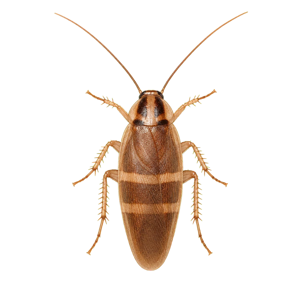 Brown-Banded Cockroaches