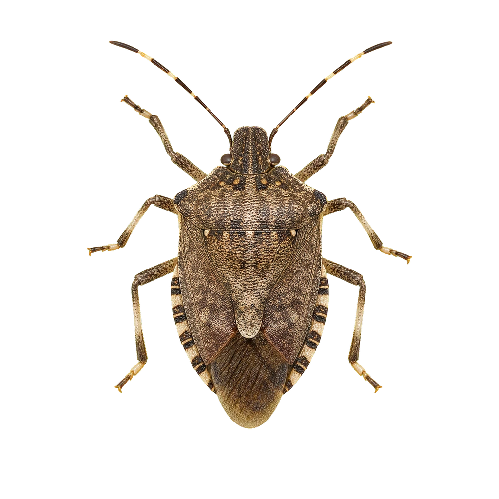 Brown Marmorated Stink Bugs