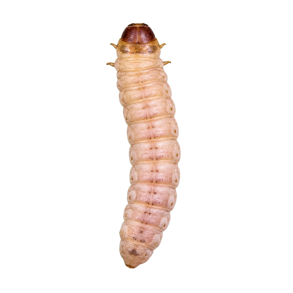 Carpenter Worms