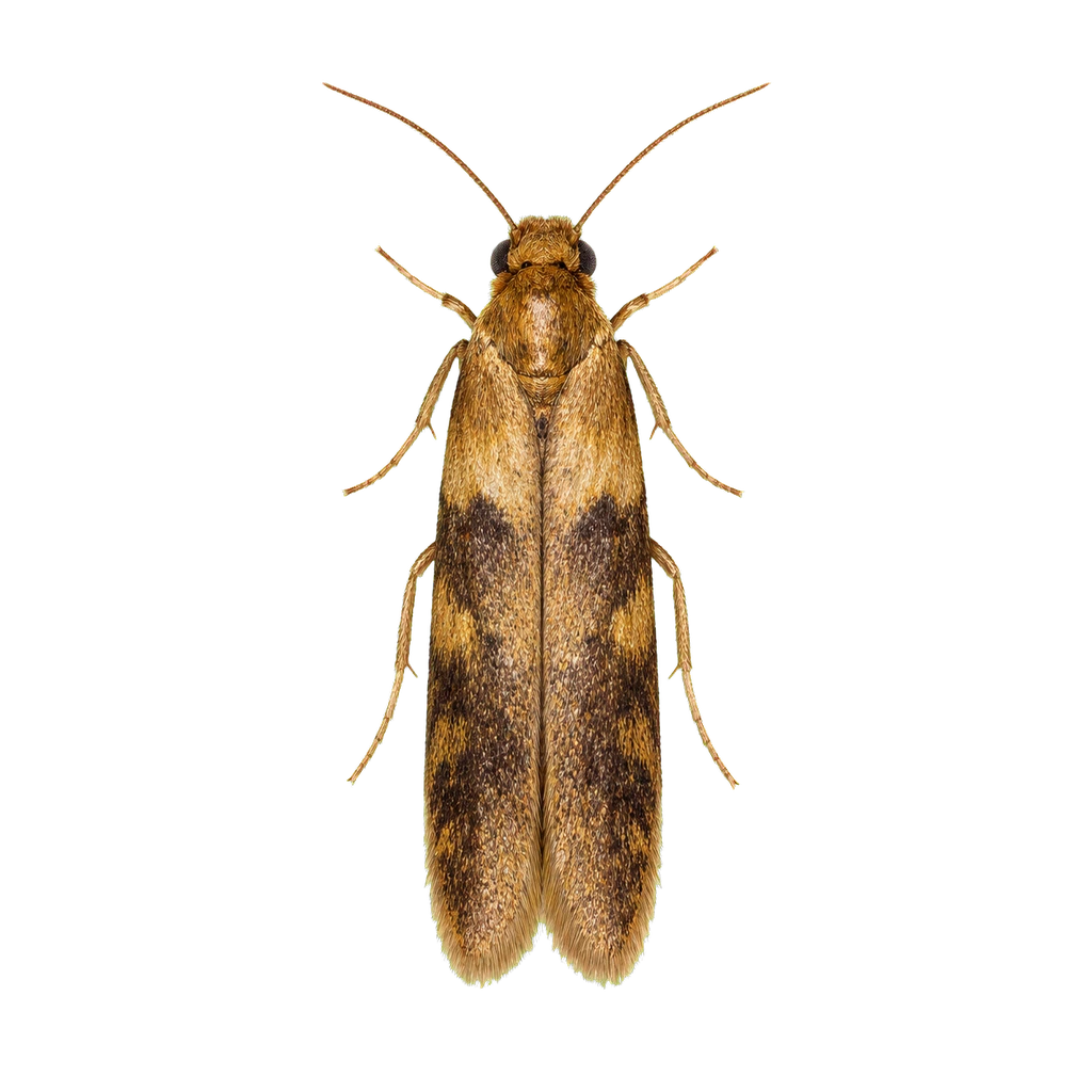 Carpet Moths