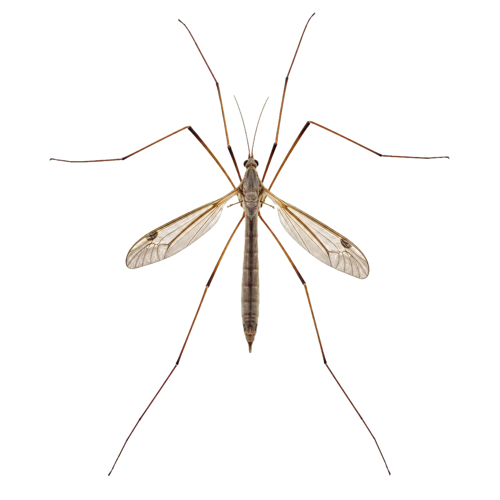 Crane Flies