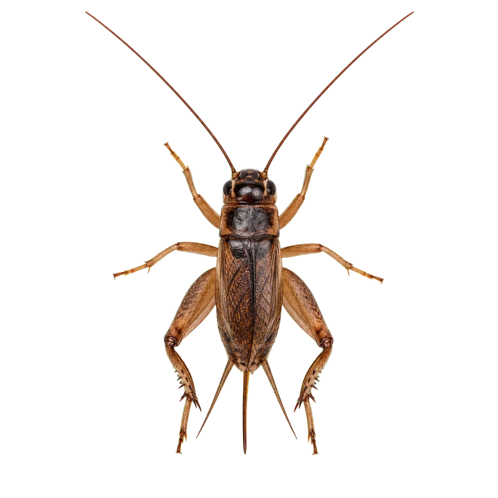 Crickets
