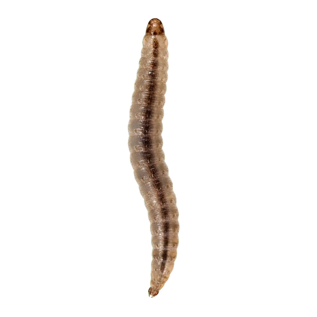 Drain Worms