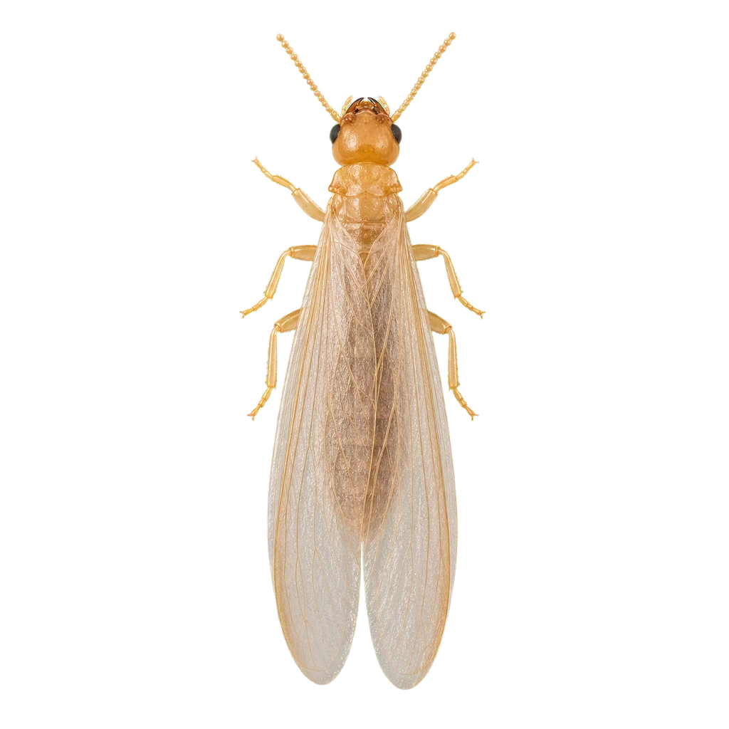 Drywood Termites