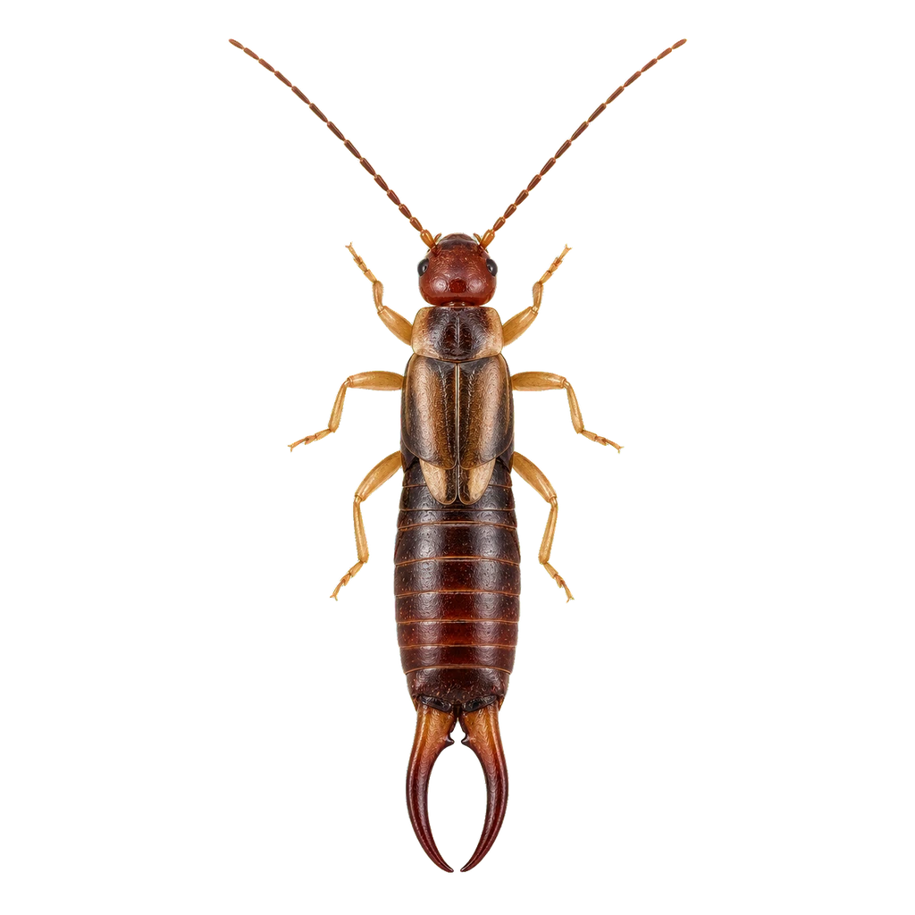 Earwigs