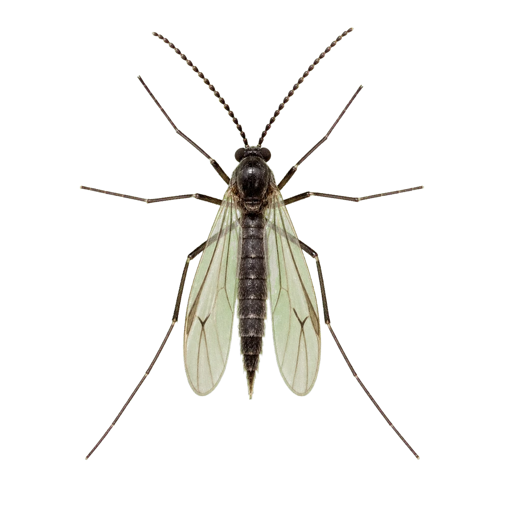 Fungus Gnats