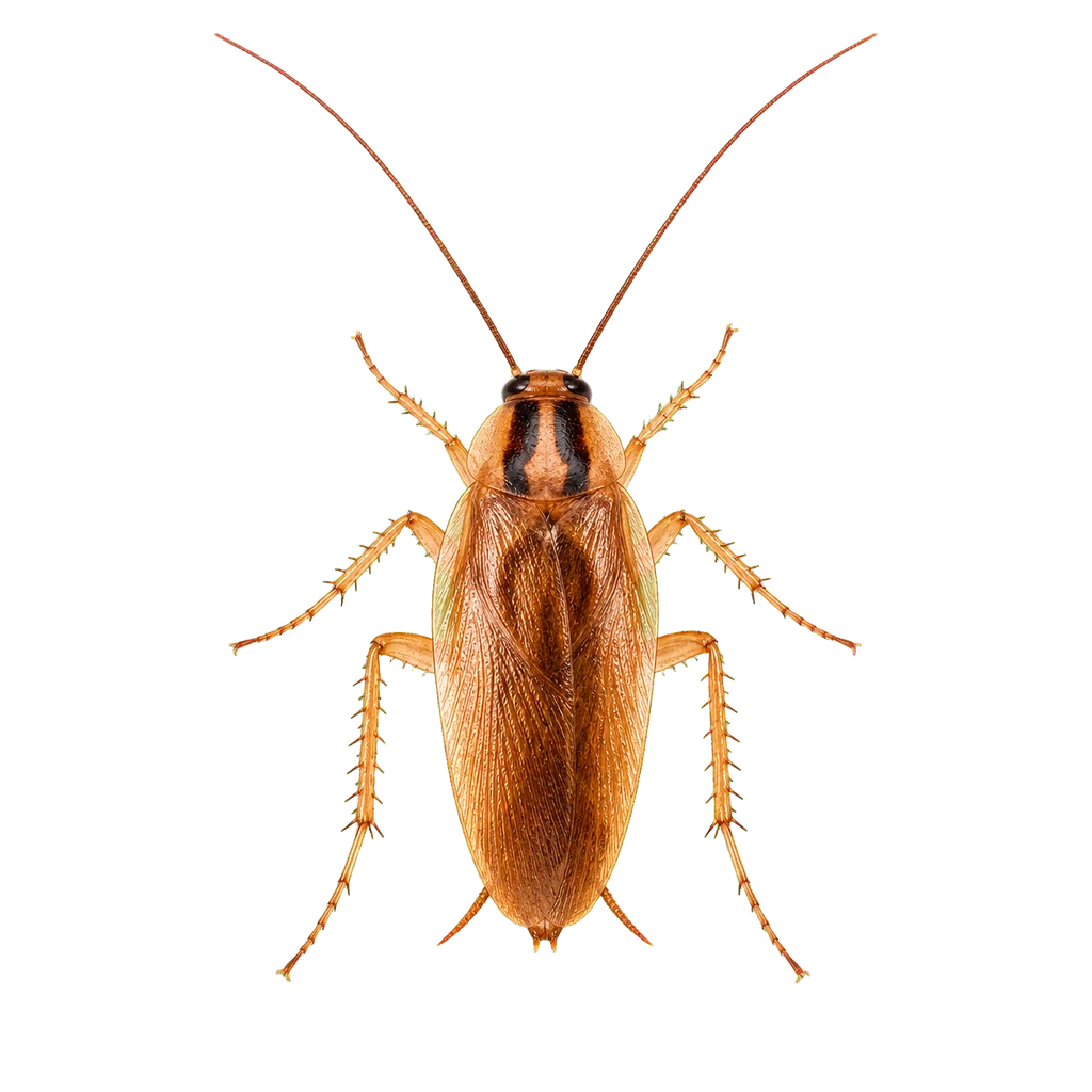 German Cockroaches