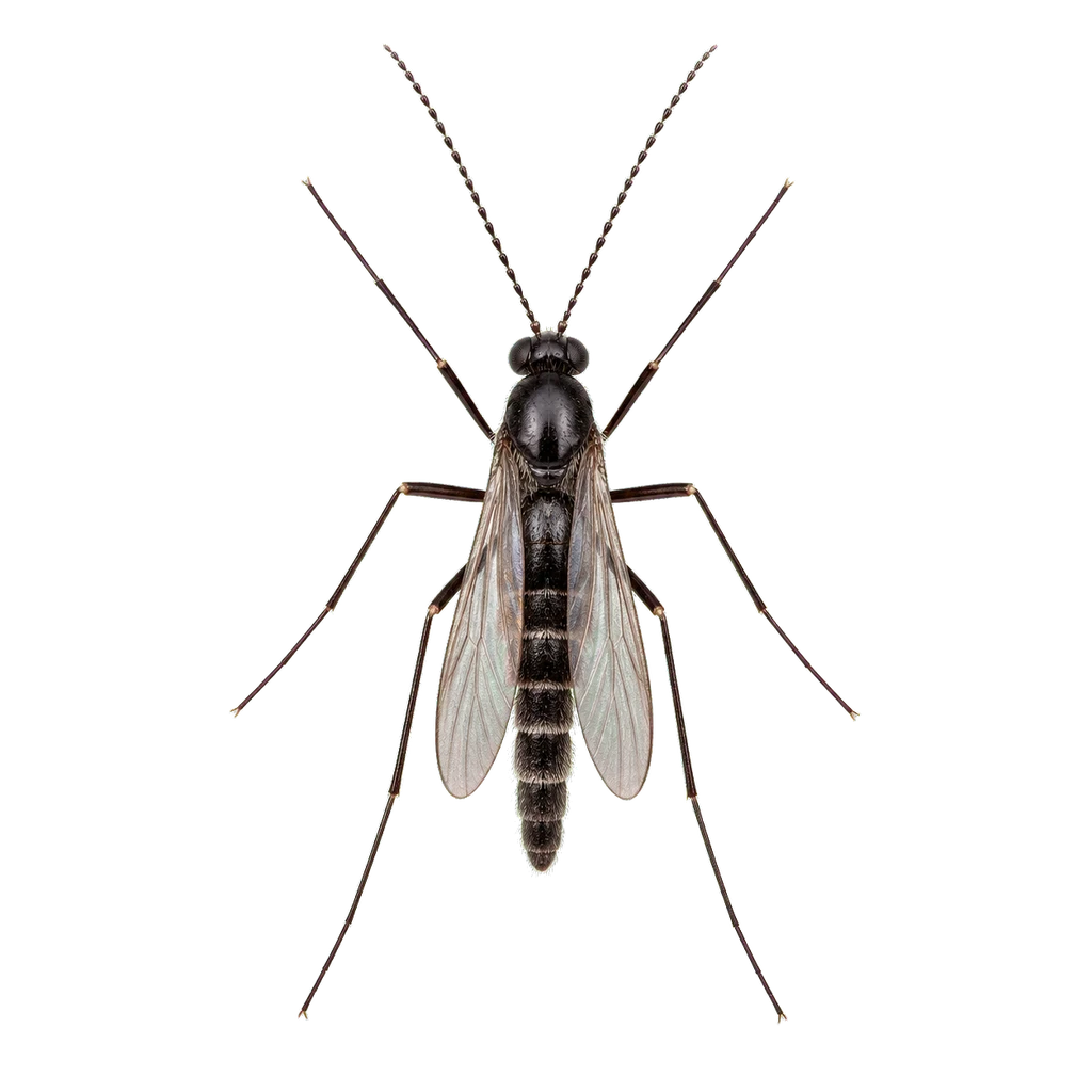 Gnats