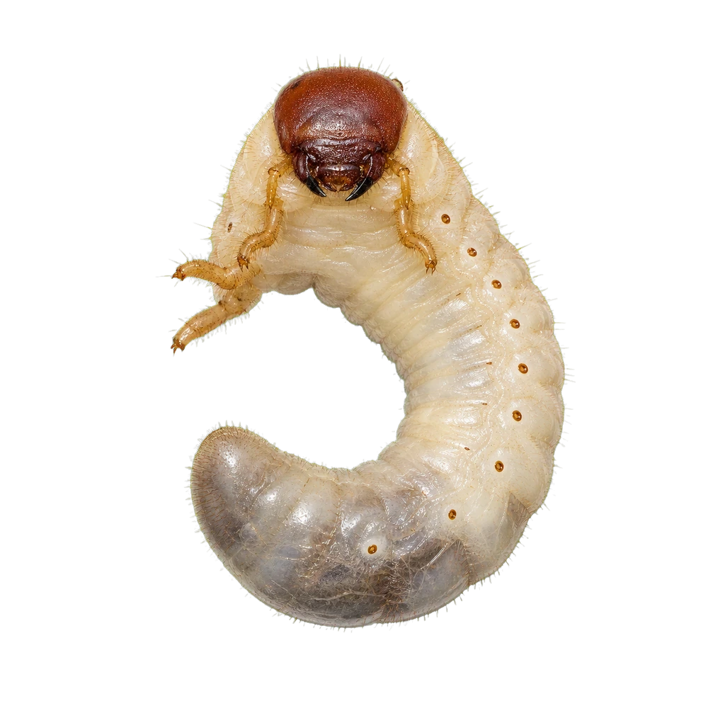 Grubs