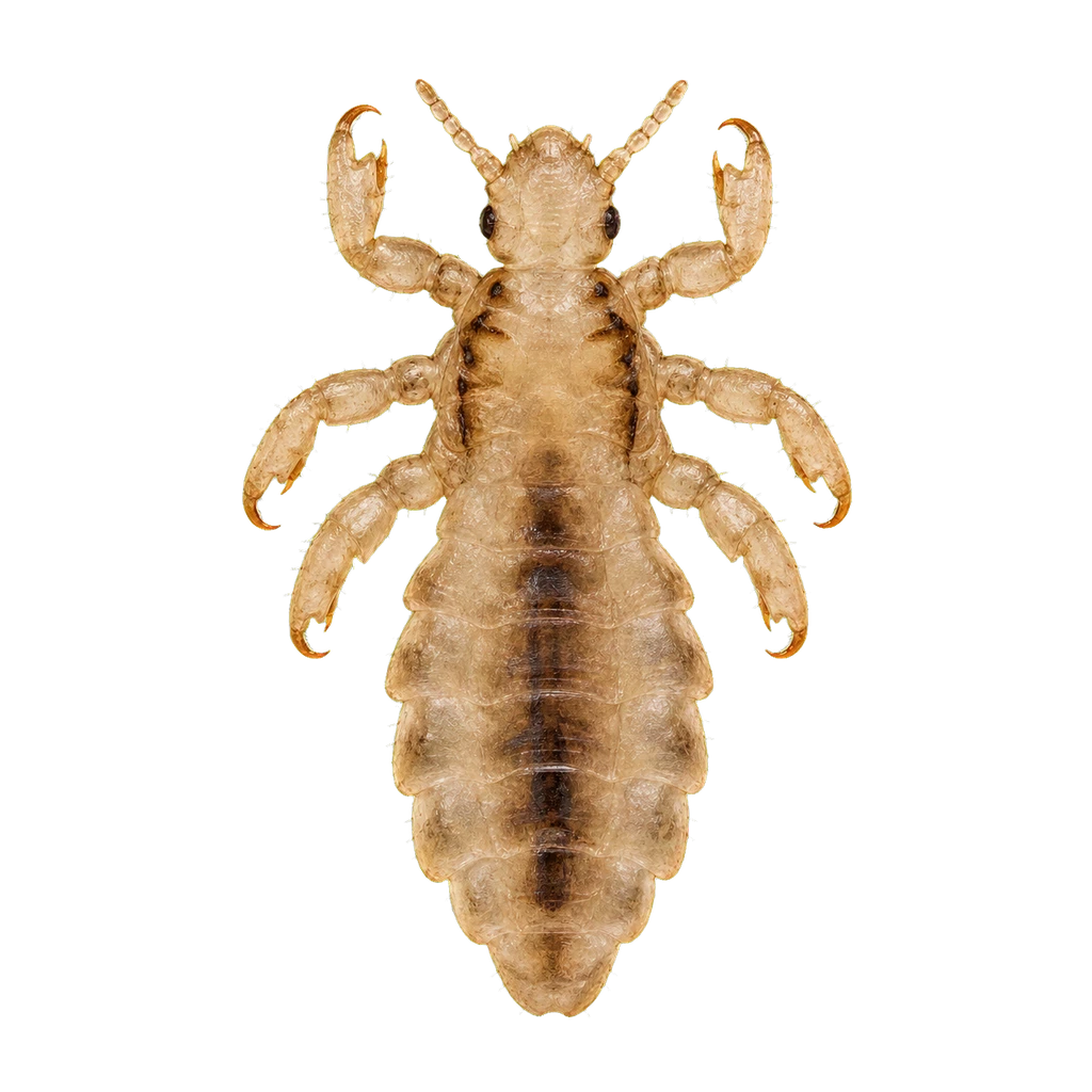 Head Lice