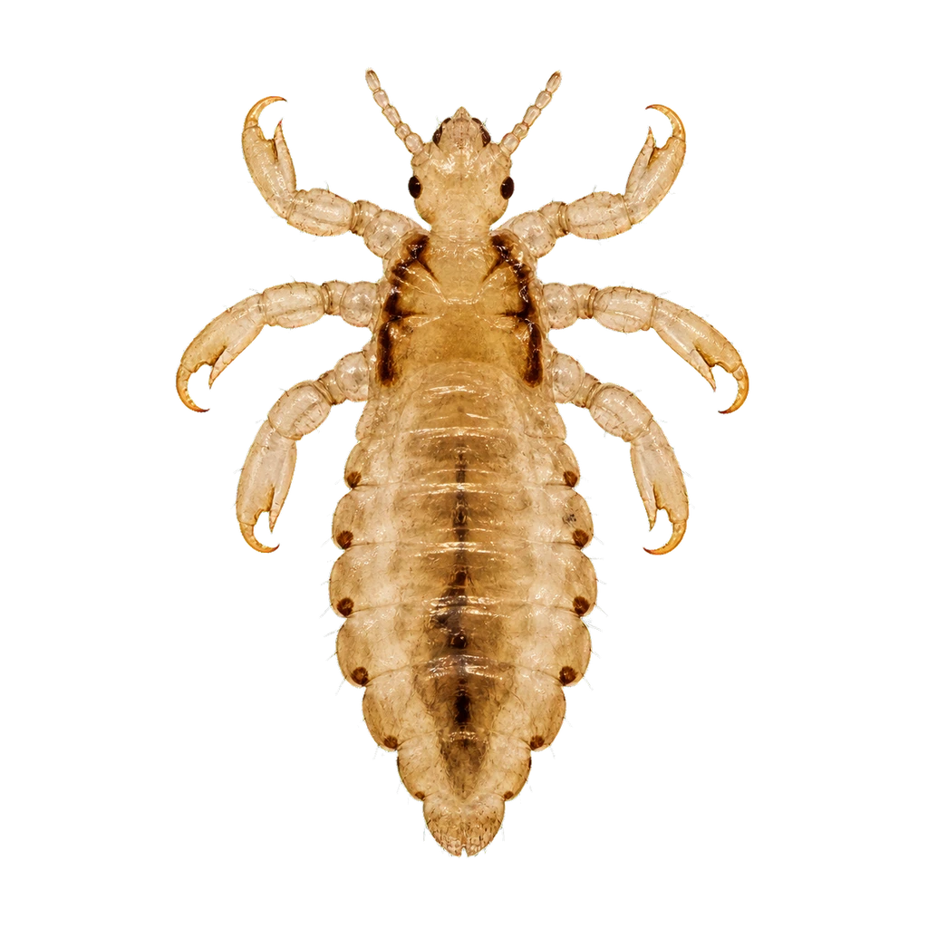 Lice