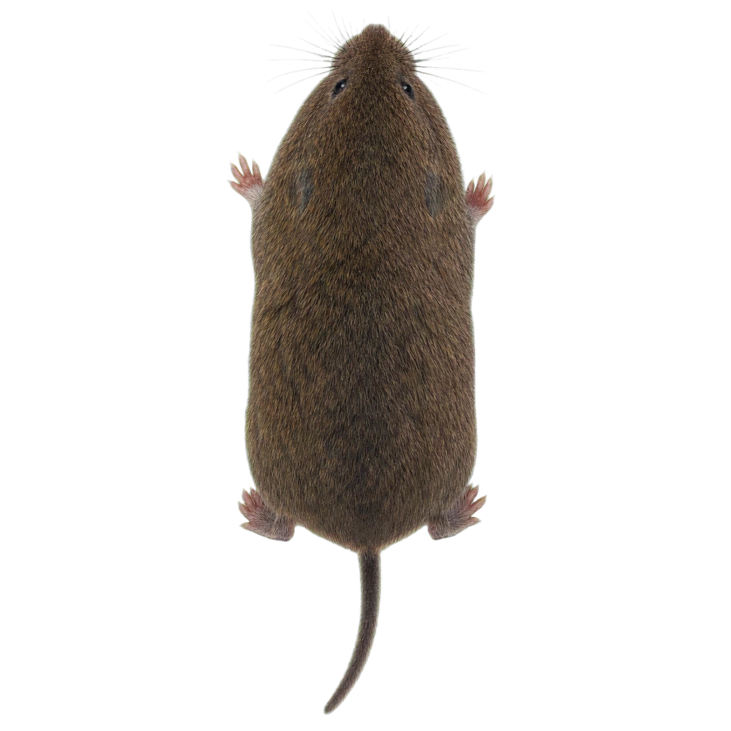 Meadow Voles