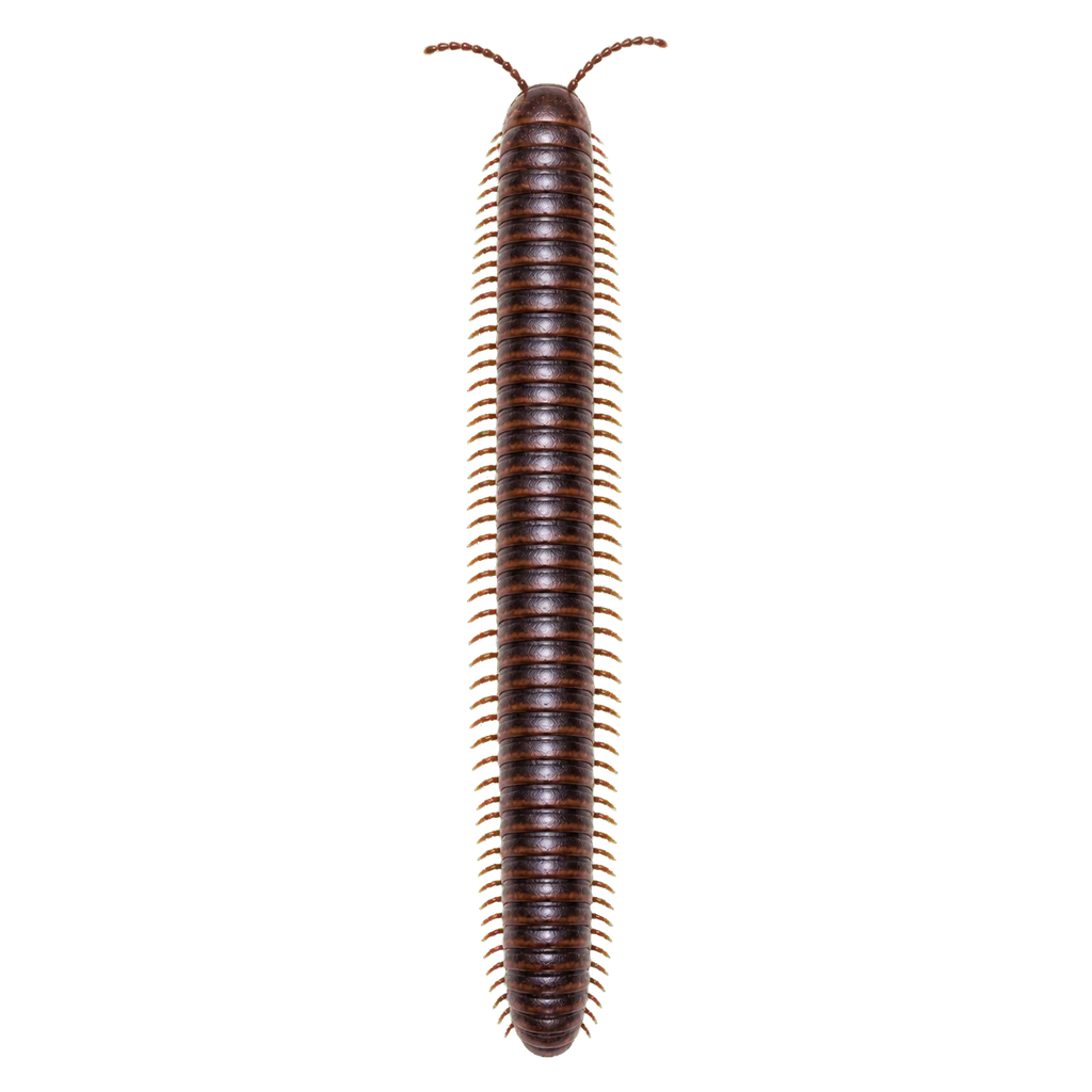Millipedes