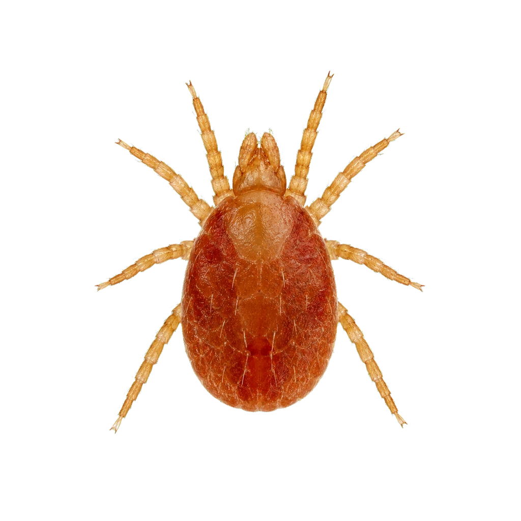 Mites