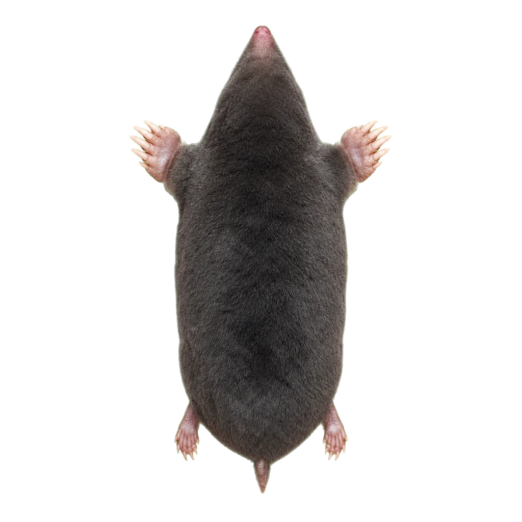 Moles