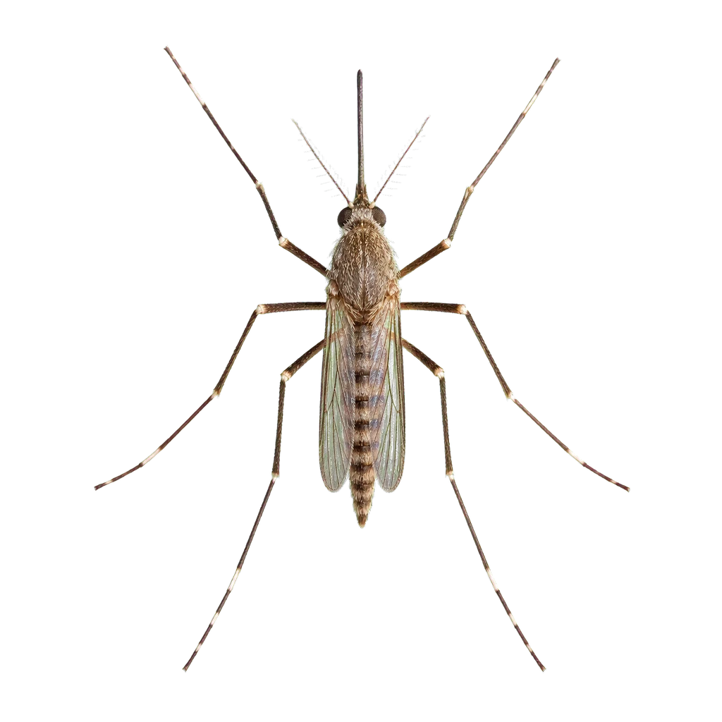 Mosquitoes