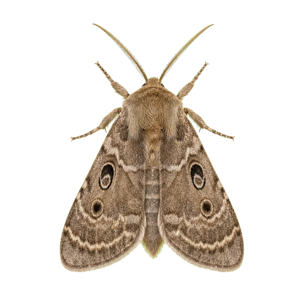 Moths