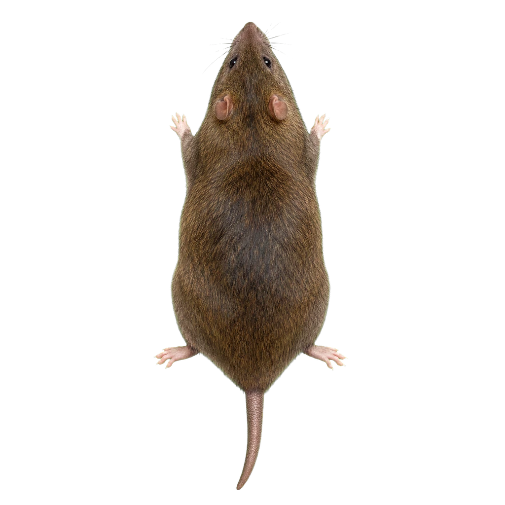 Norway Rats