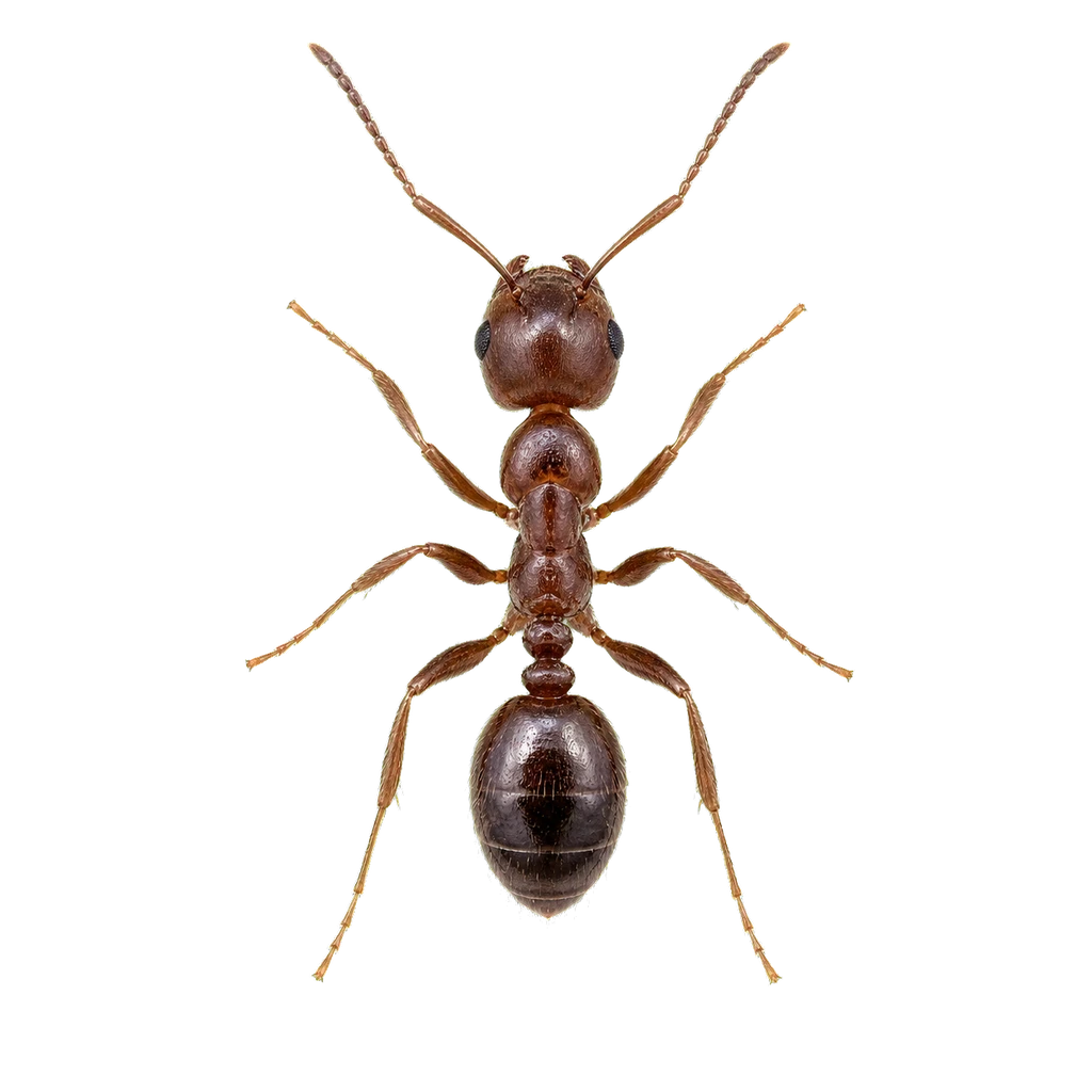 Odorous House Ants