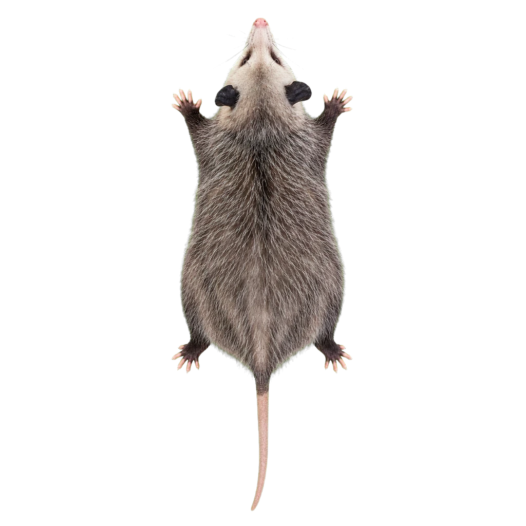 Opossums
