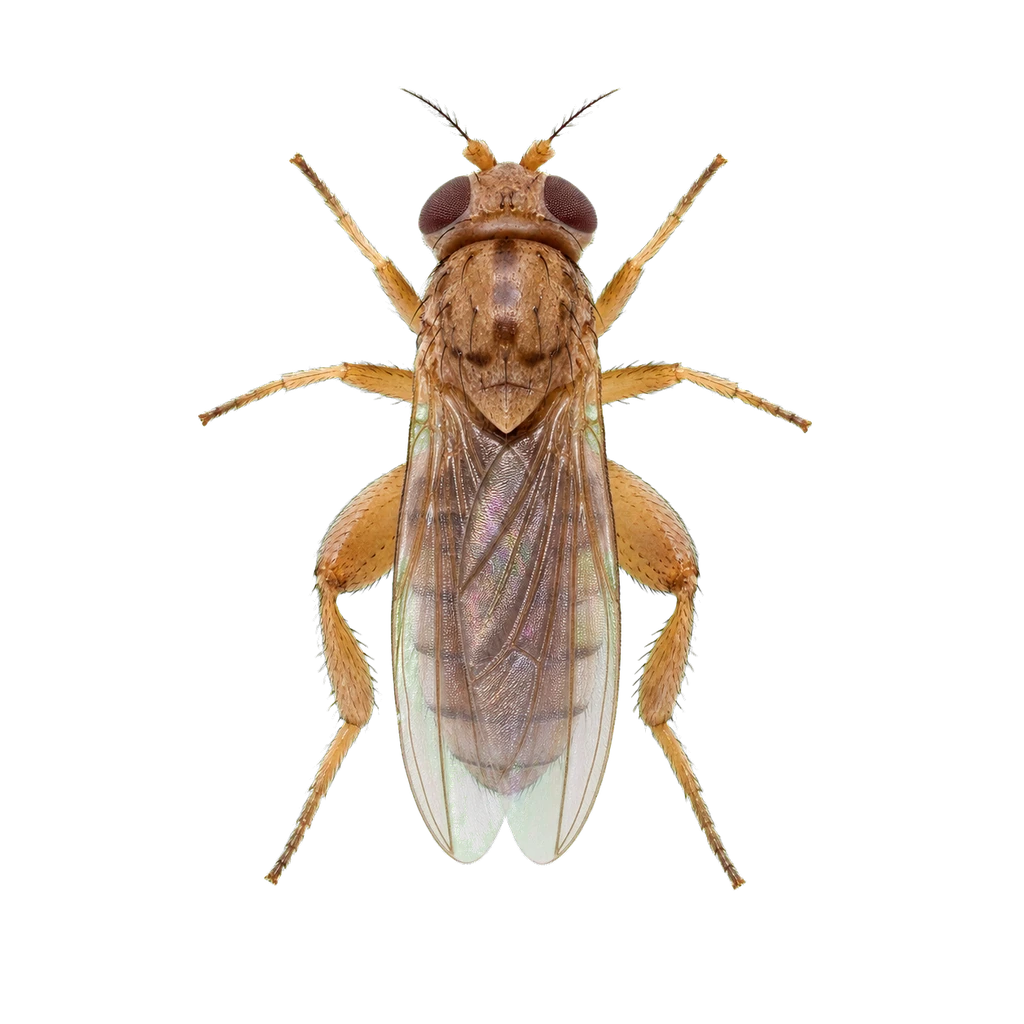Phorid Flies