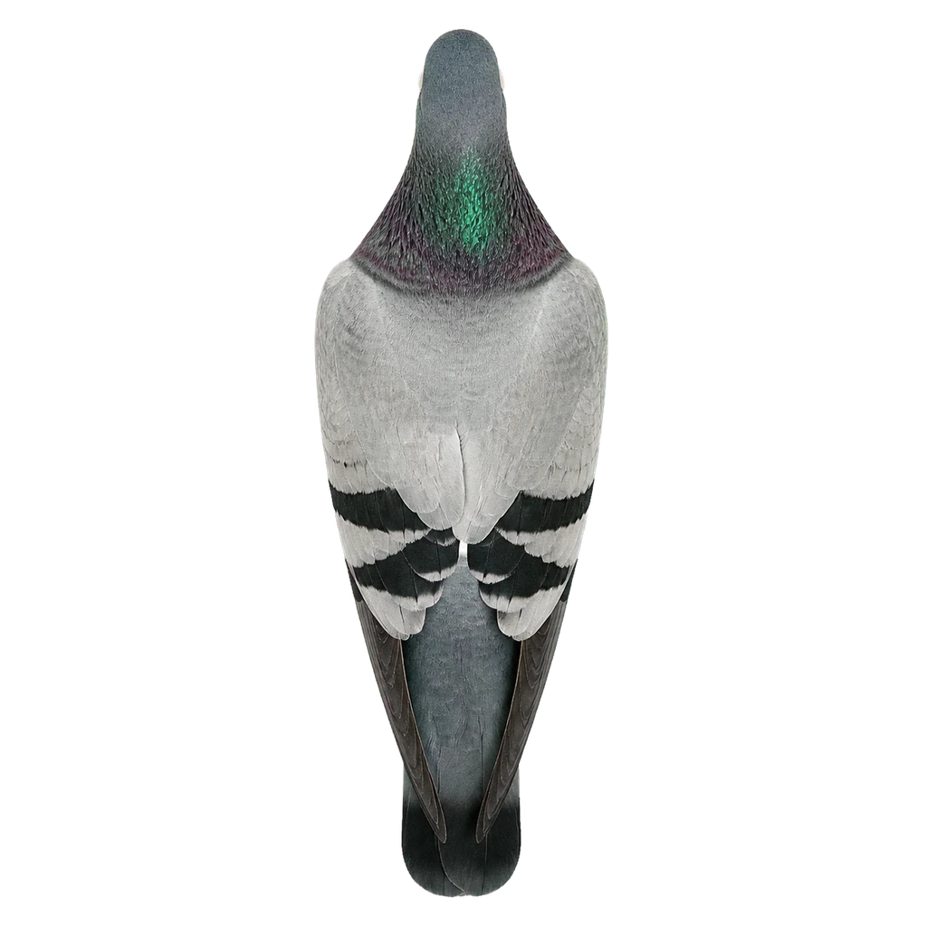 Pigeons