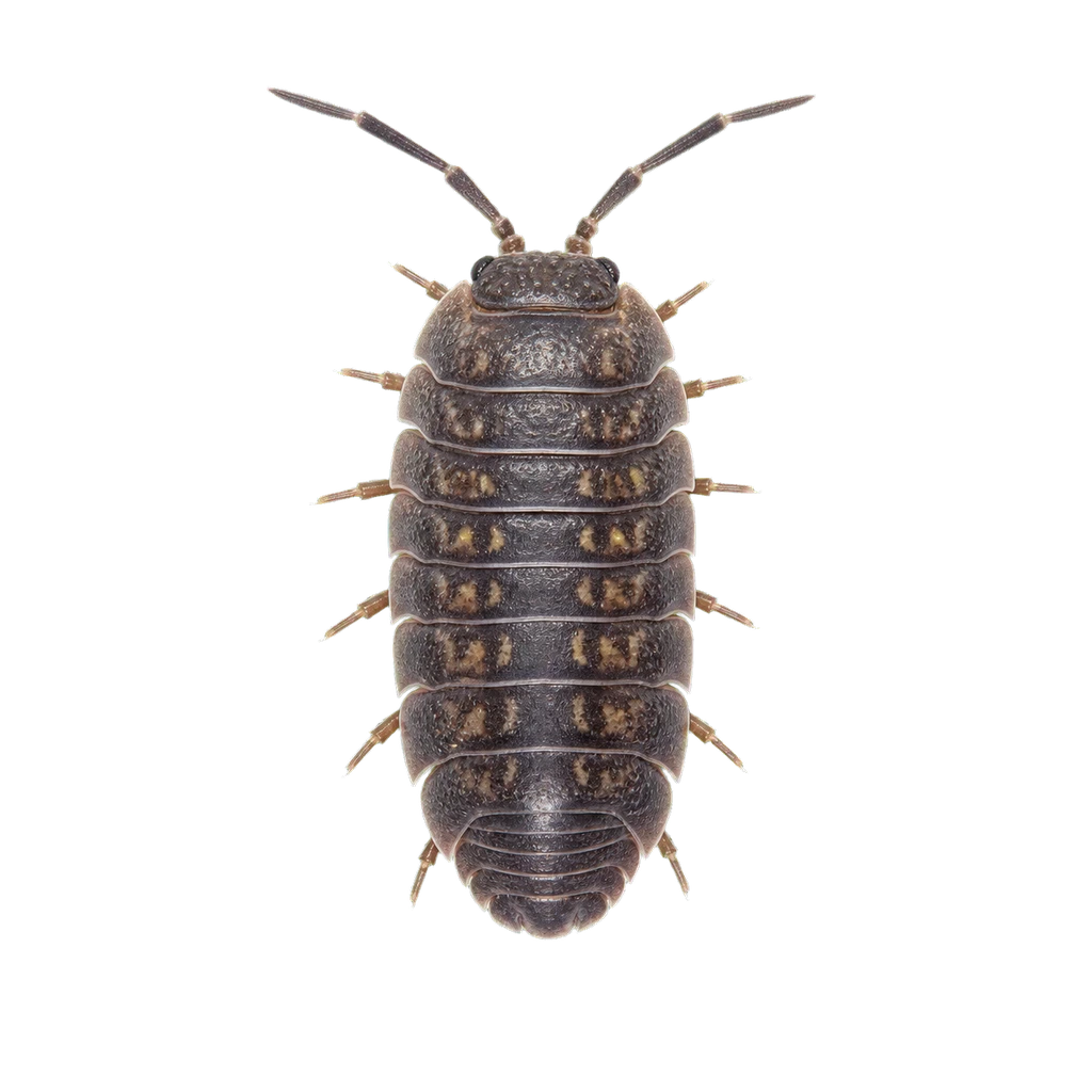 Pillbugs