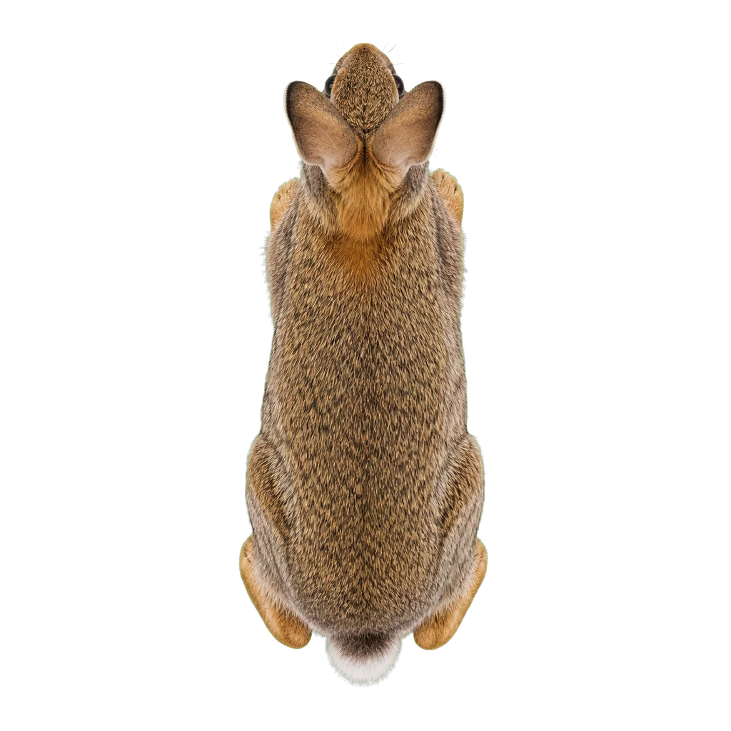 Rabbits