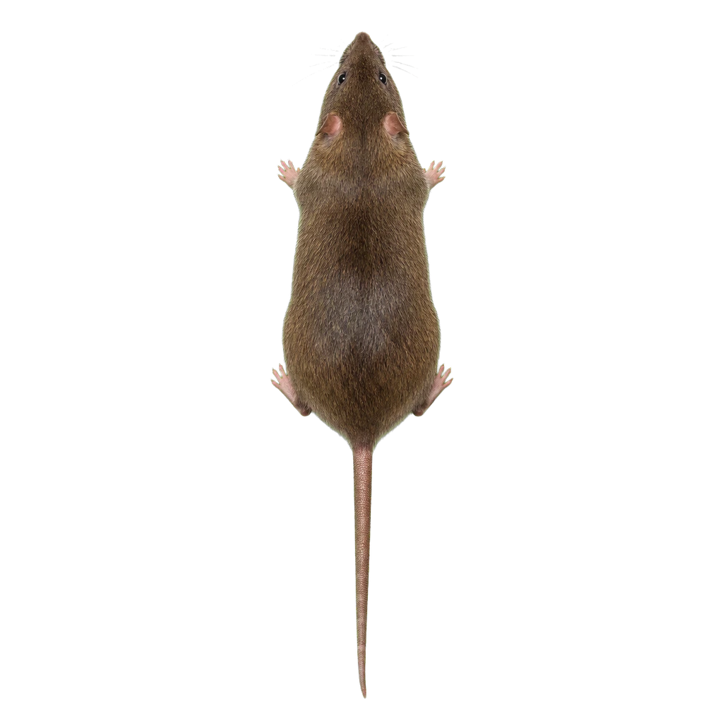 Rats