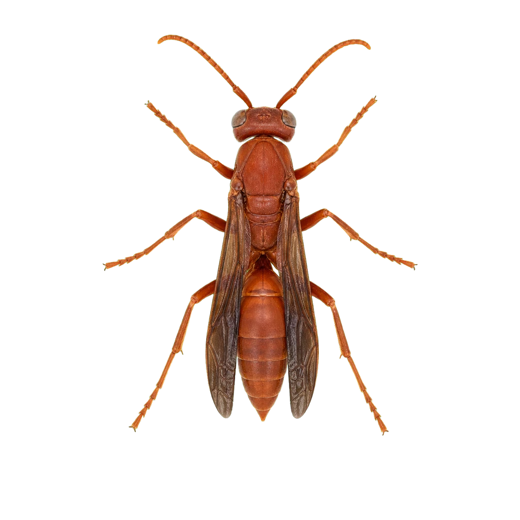 Red Wasps
