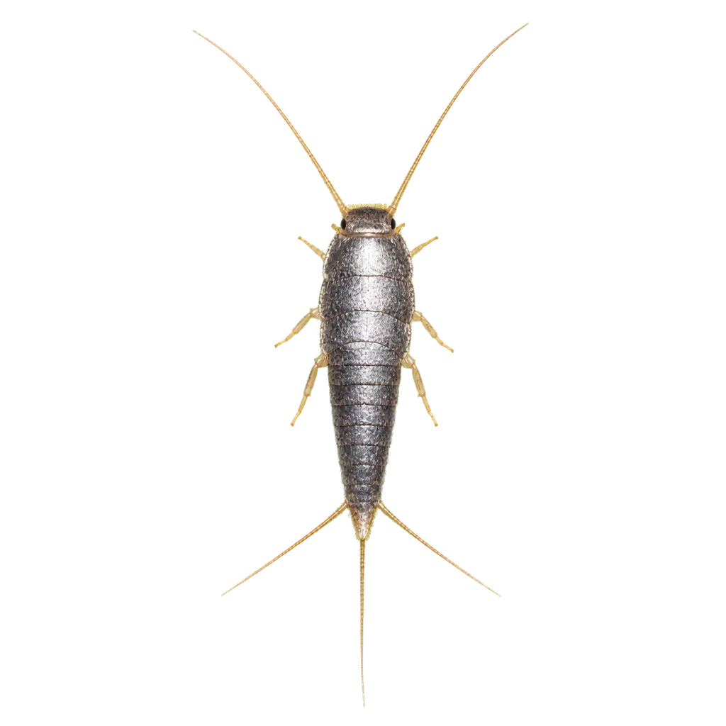 Silverfish