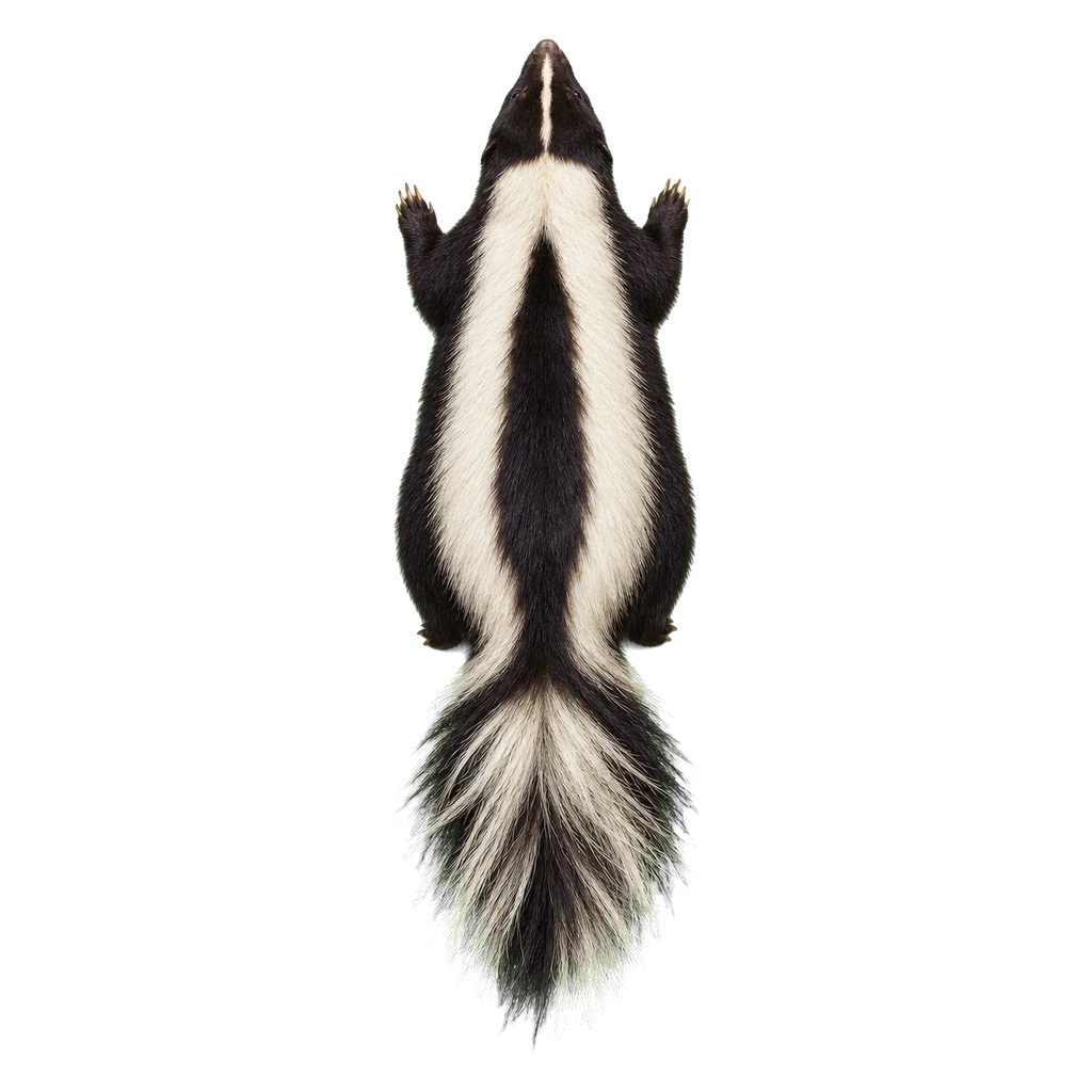 Skunks