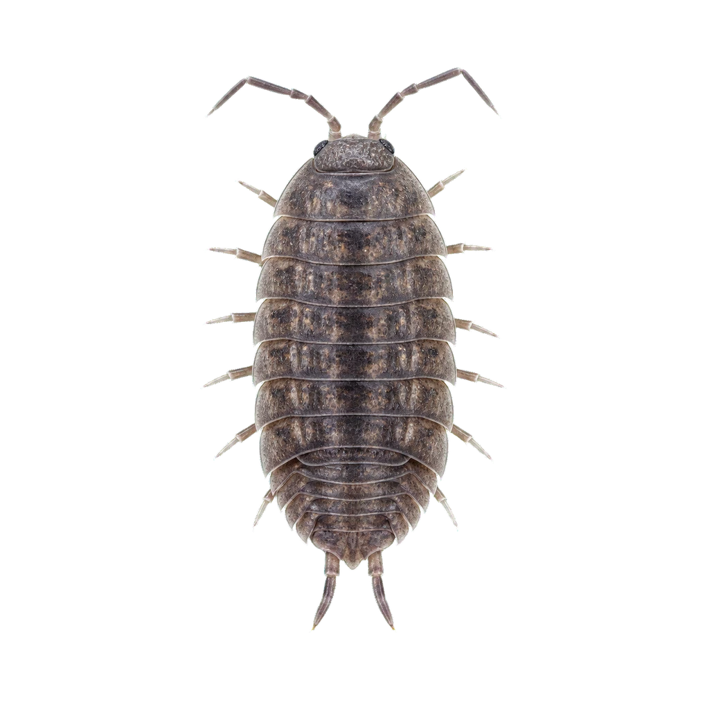 Sowbugs