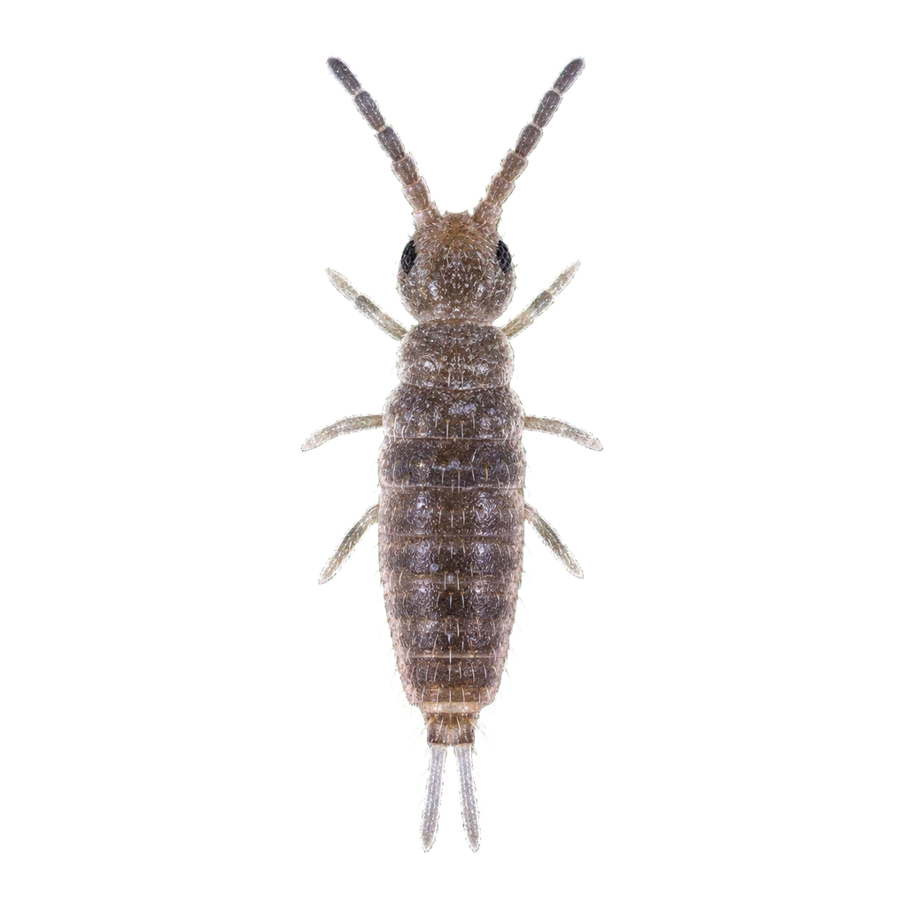 Springtails