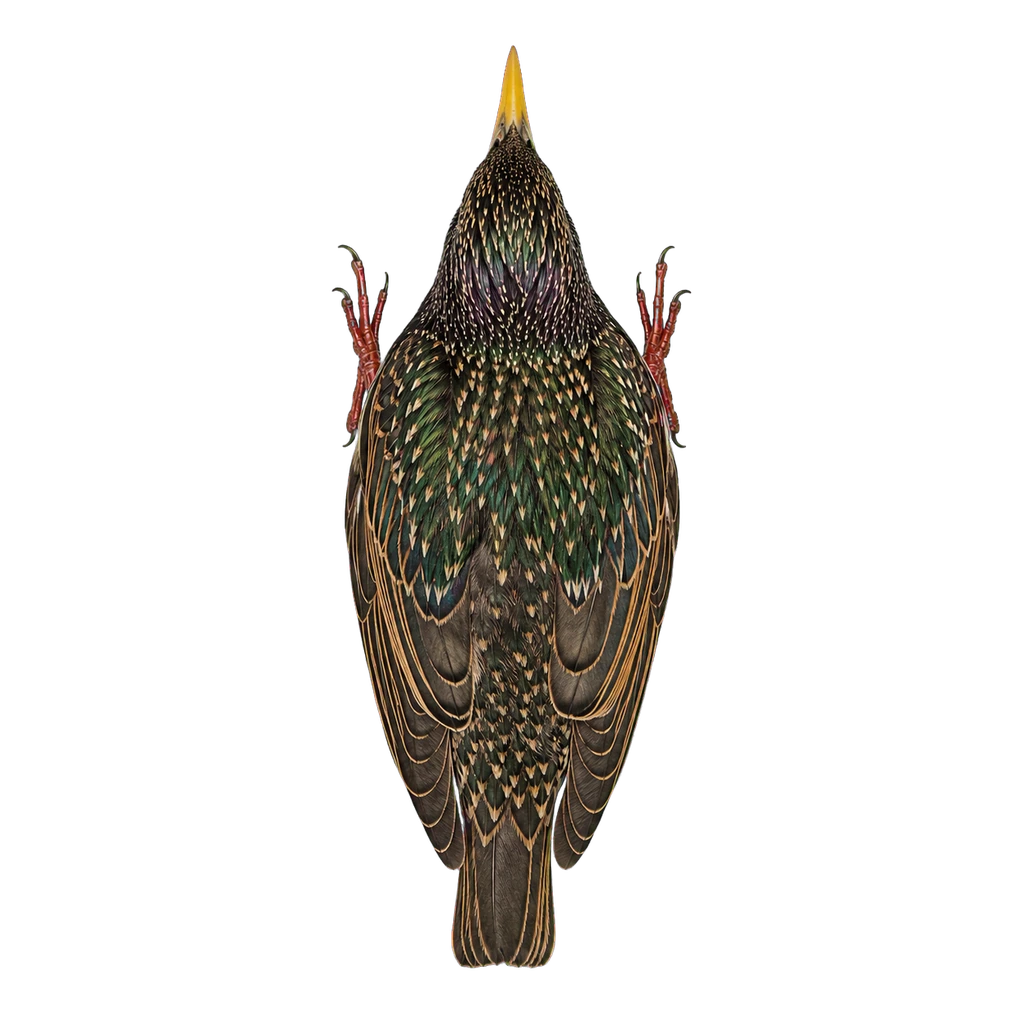 Starlings