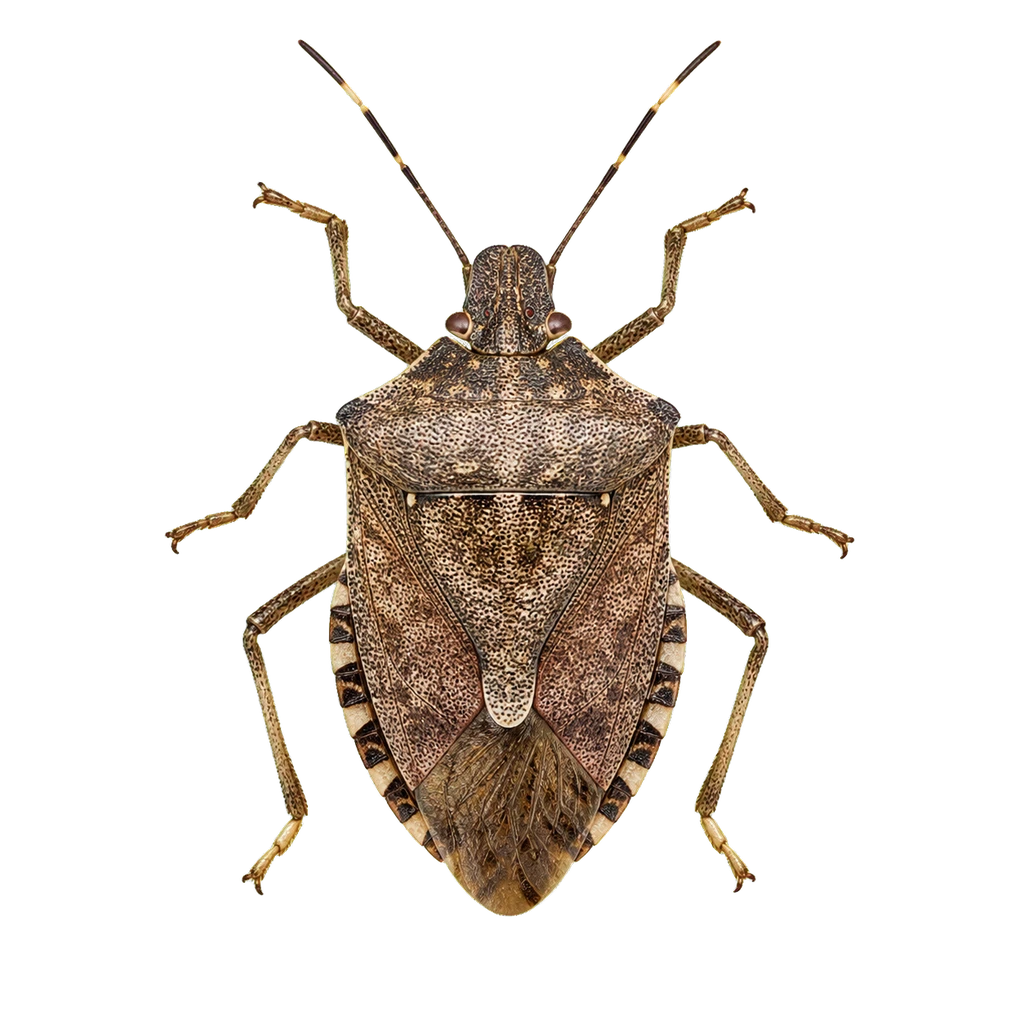 Stink Bugs