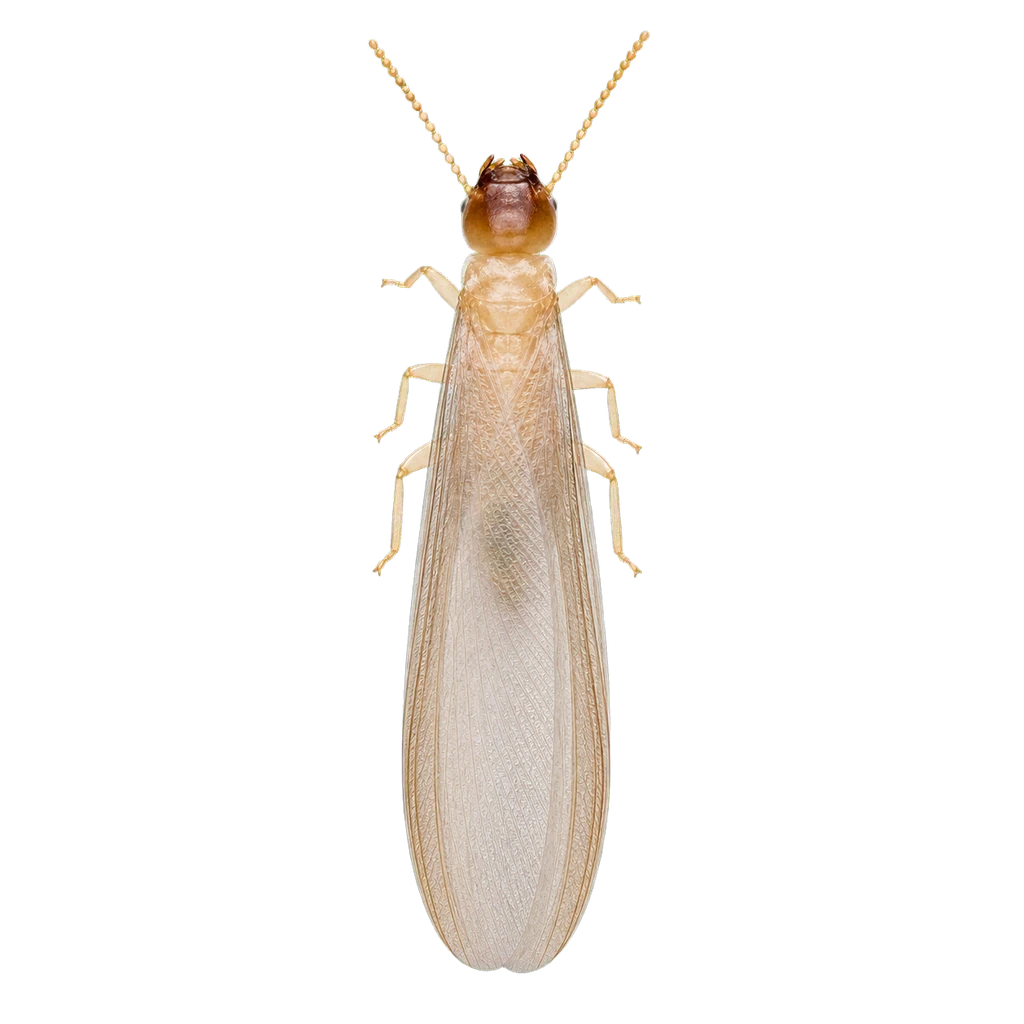 Subterranean Termites