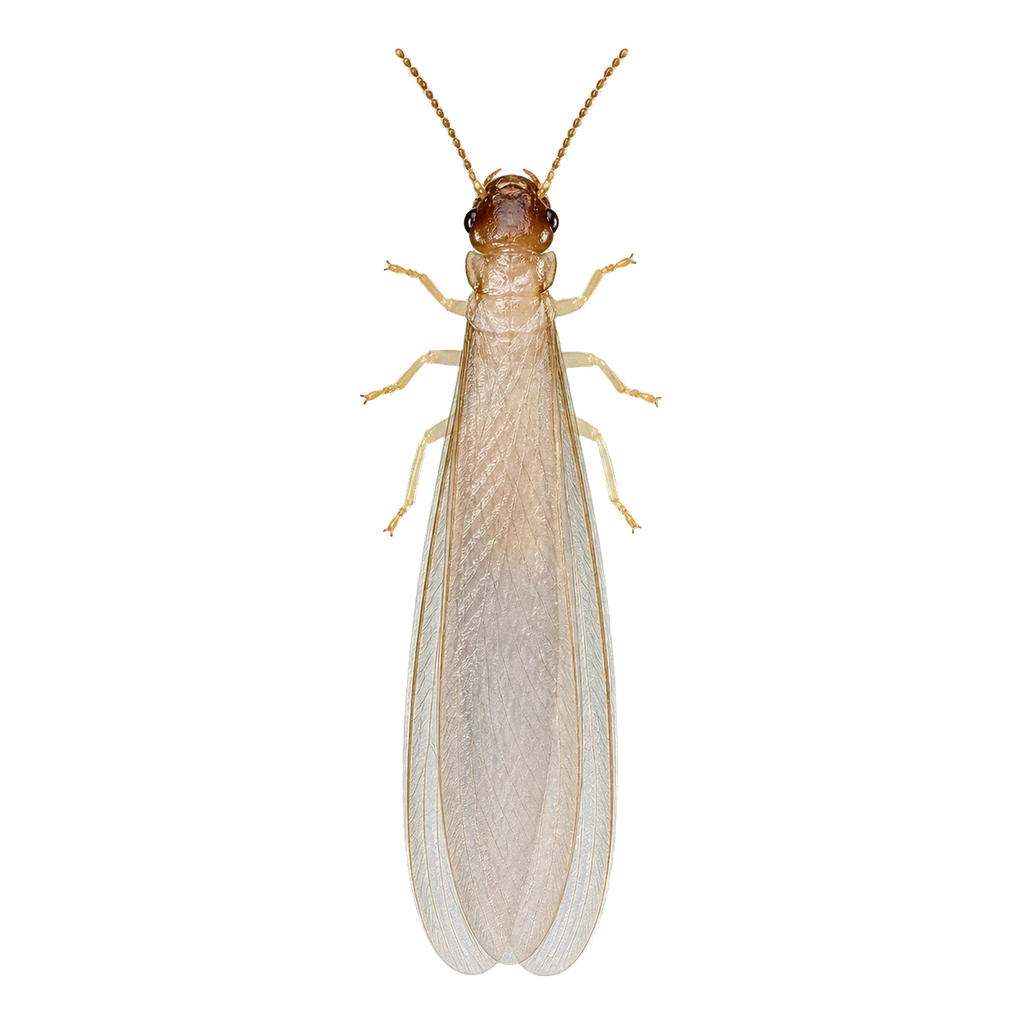 Termites