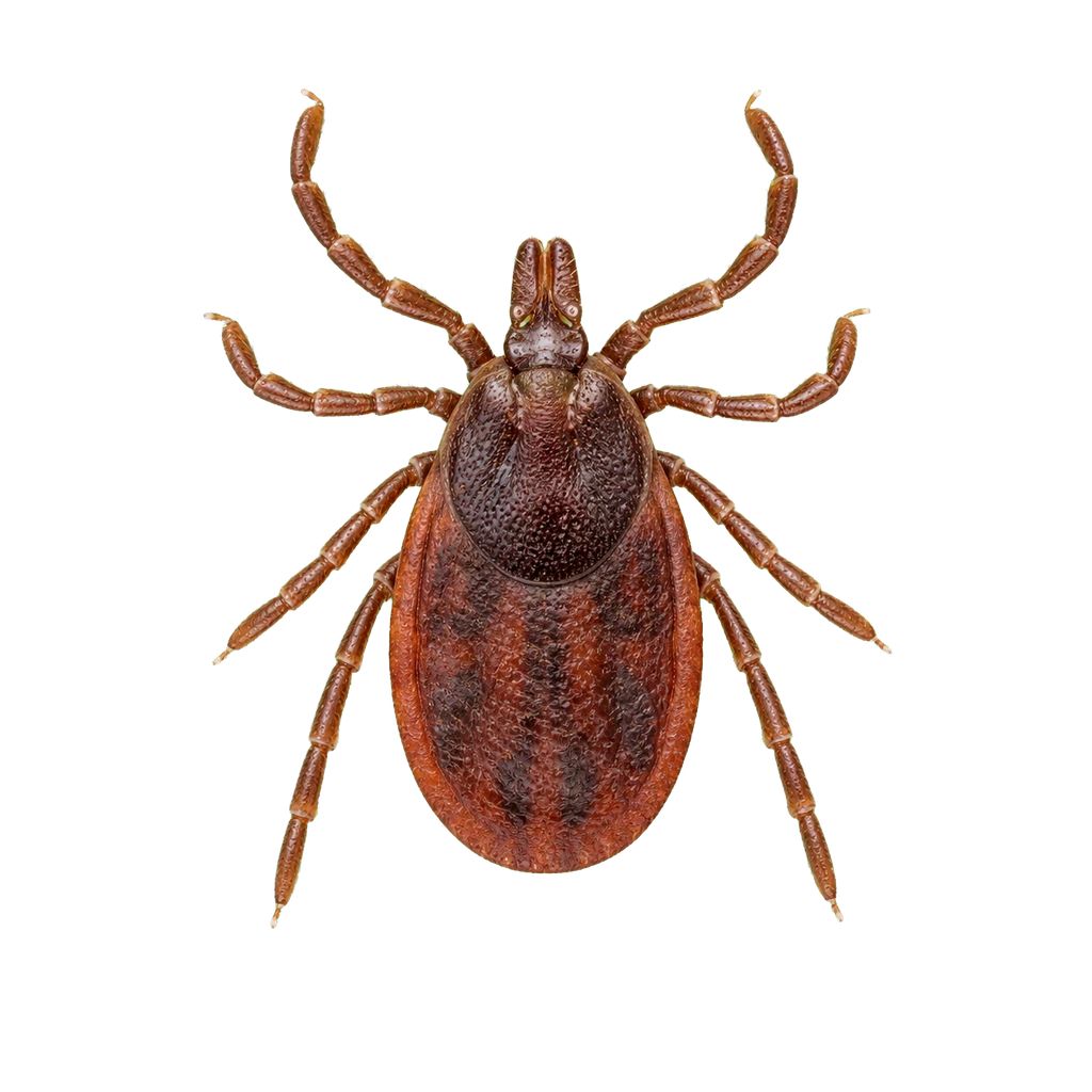 Ticks