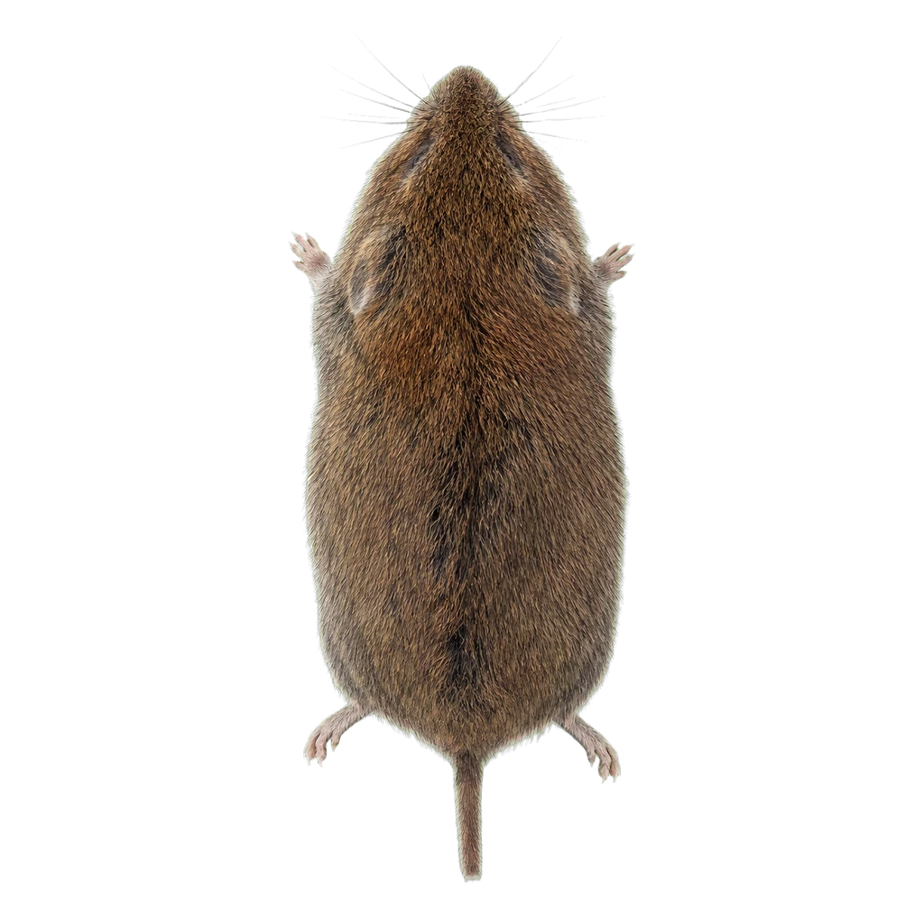 Voles