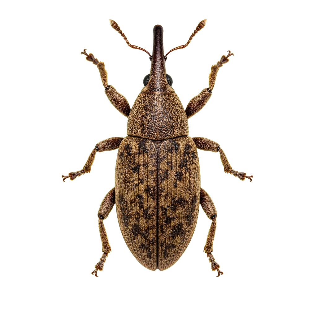 Weevils